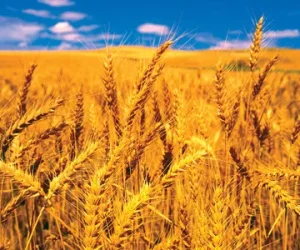 Cereal-crops-wheat-reproduction