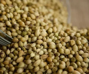 coriander-jpg.jpg